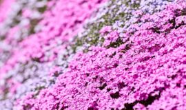 芝桜2