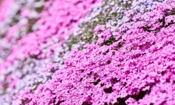 20250527 Experience Niseko Shiba Zakura 芝桜 シバザクラ しばざくら DSC01293 Lores 118