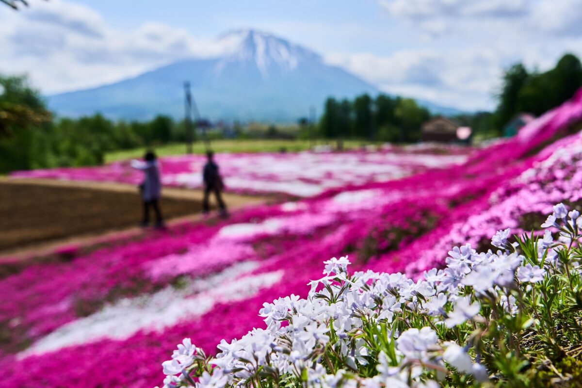 三島さんの芝桜庭園』 ピンクの絨毯と羊蹄山が織りなす春の絶景 | 木