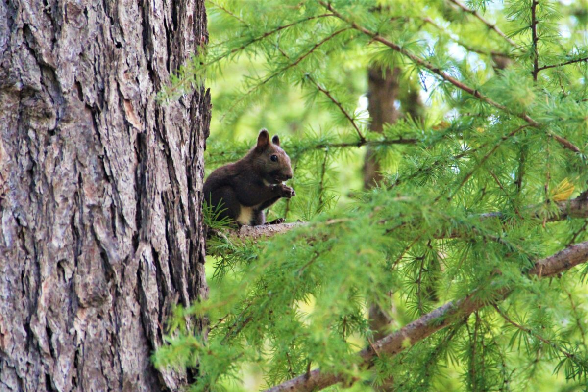 Makkari Arboretum Squirrel1 2