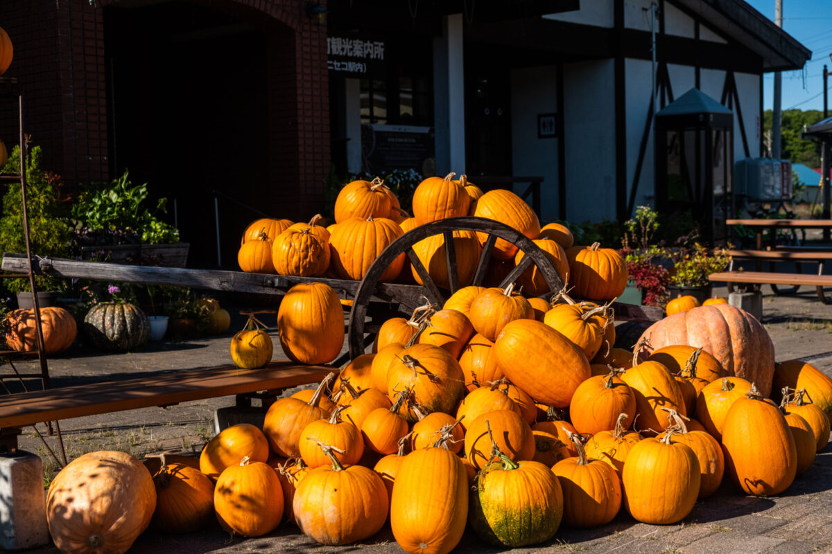 Niseko Station Pumpkins LR 5697