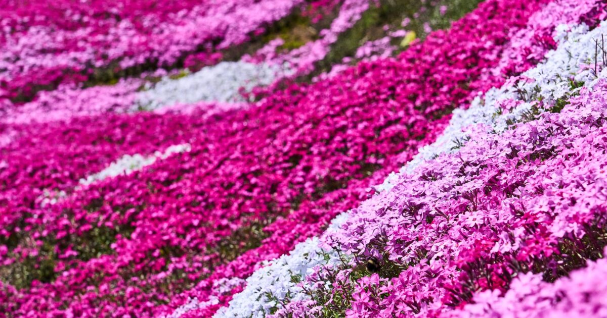 三島さんの芝桜庭園』 ピンクの絨毯と羊蹄山が織りなす春の絶景 | 木