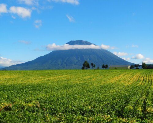 Mt Yotei Summer