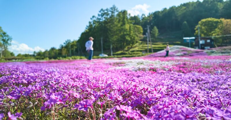 春のニセコを満喫！「芝桜フェアスタンプラリー」と周辺イベントのご