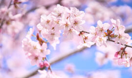 写真の桜：2024年5月2日撮影（ニセコ町）
