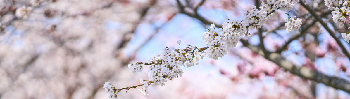 20240502 Niseko Cherry Blossoms Stock DSC7895 Lores 7