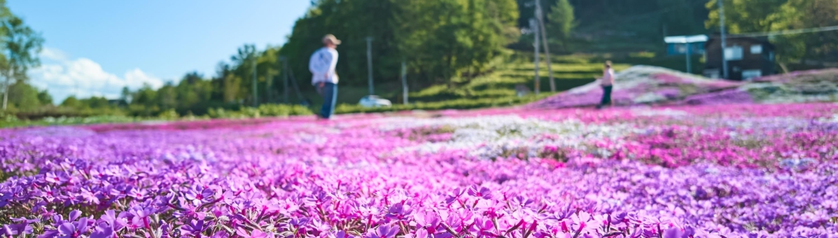 Niseko Shiba Zakura