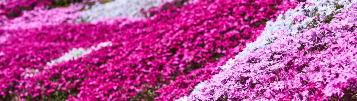 20250527 Experience Niseko Shiba Zakura 芝桜 シバザクラ しばざくら DSC01162 Lores 26