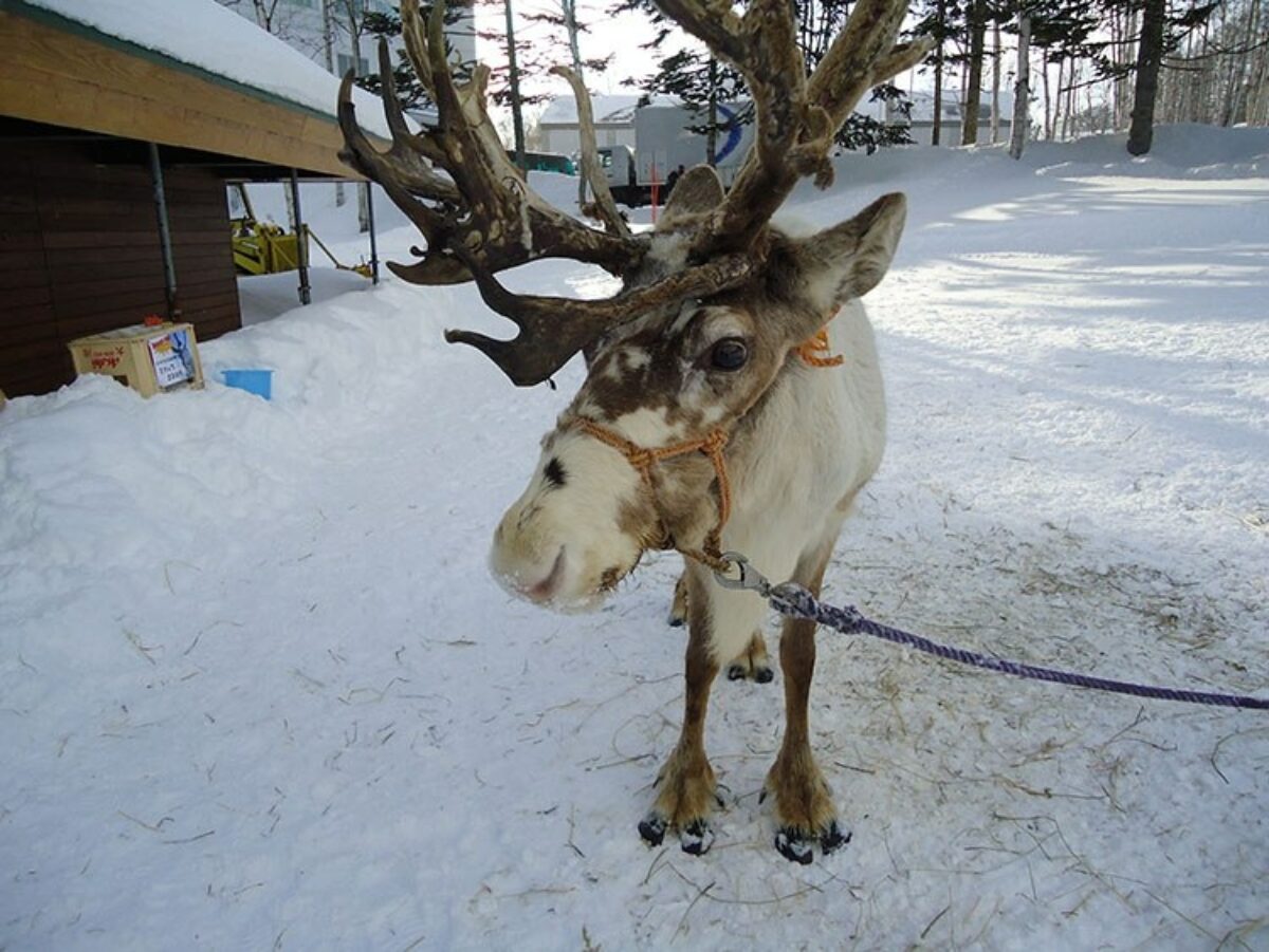 reindeer-1