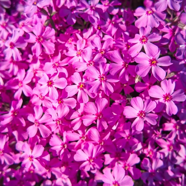 shibazakura 2