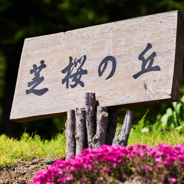 shibazakura 3