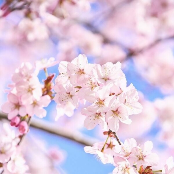 Cherry Blossom