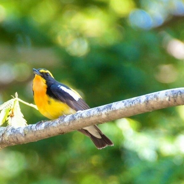 Narcissus Flycatcher