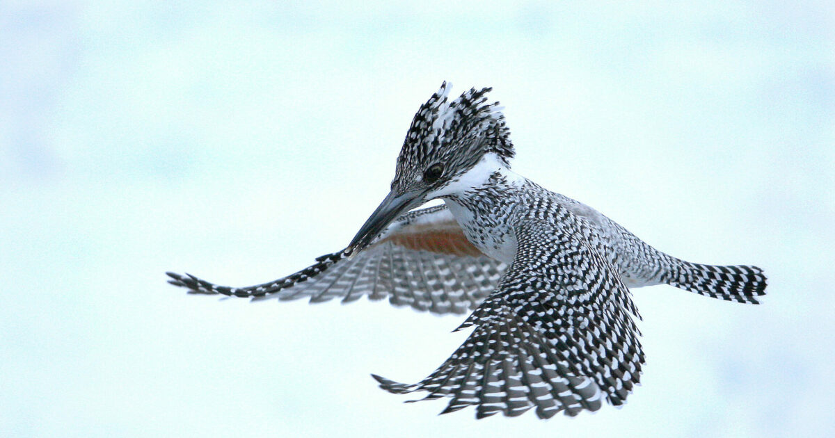 川部・ヤマセミ.JPG?mtime=